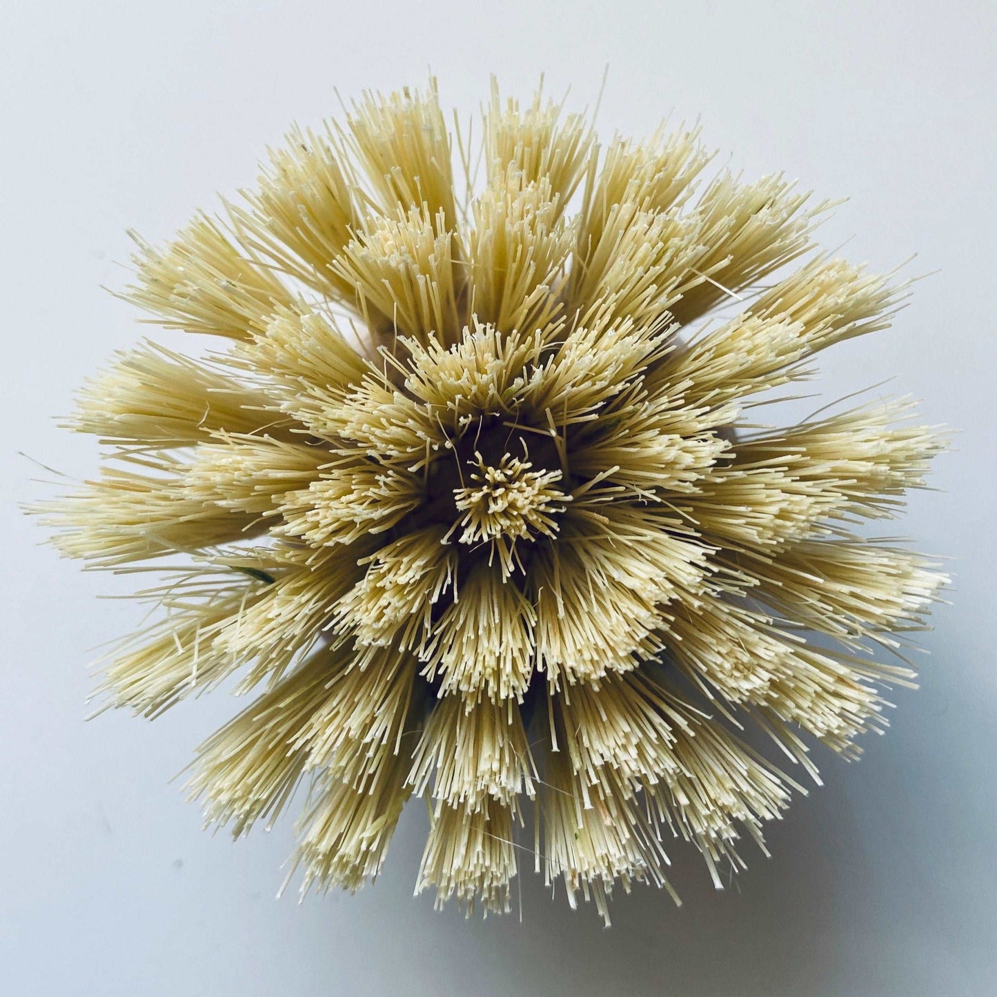 Replacement Wooden Dish Brush Head (FSC 100%) (5710944862366)