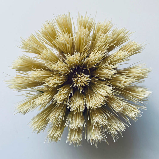 Replacement Wooden Dish Brush Head (FSC 100%) (5710944862366)